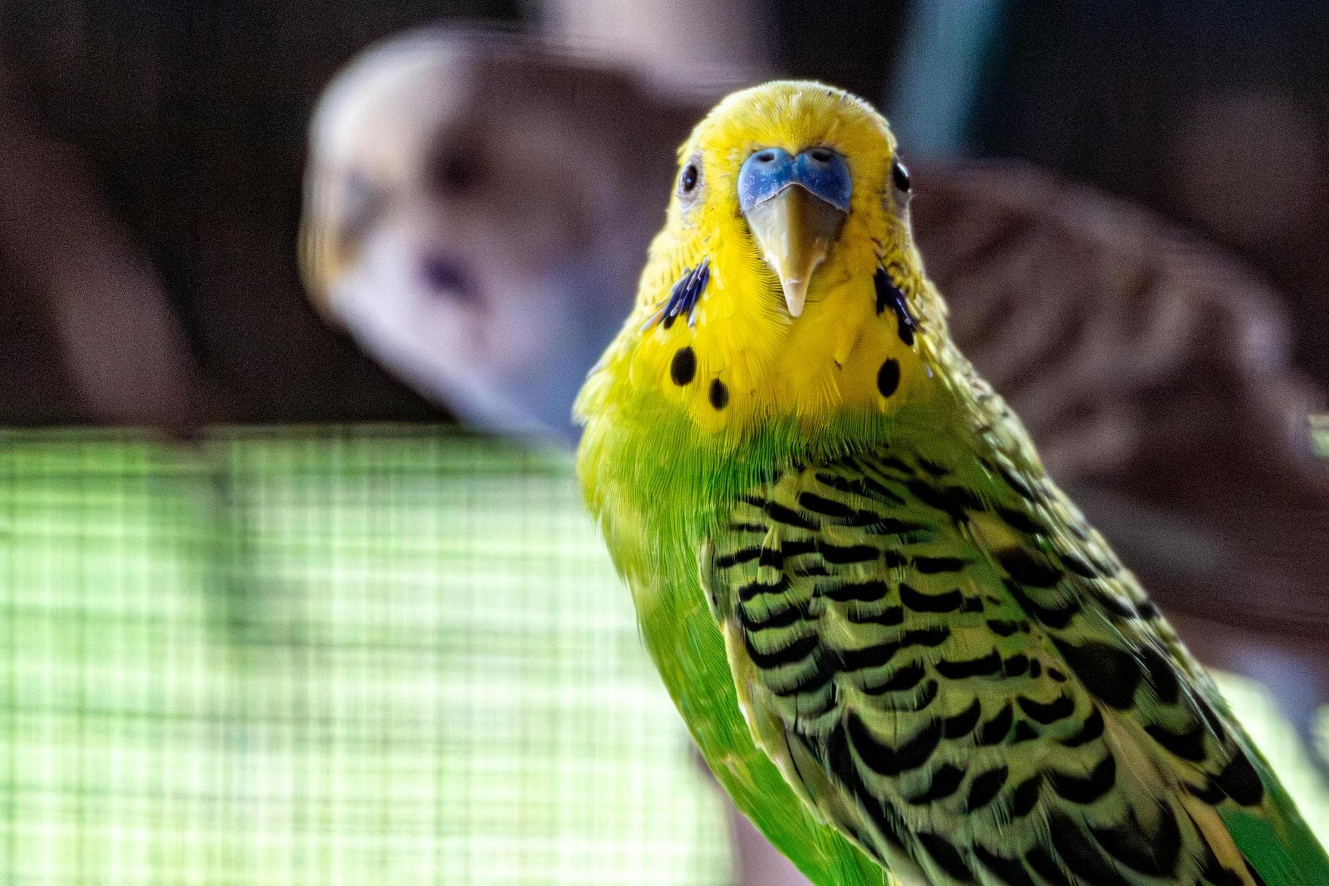 Best Vets in Carraroe