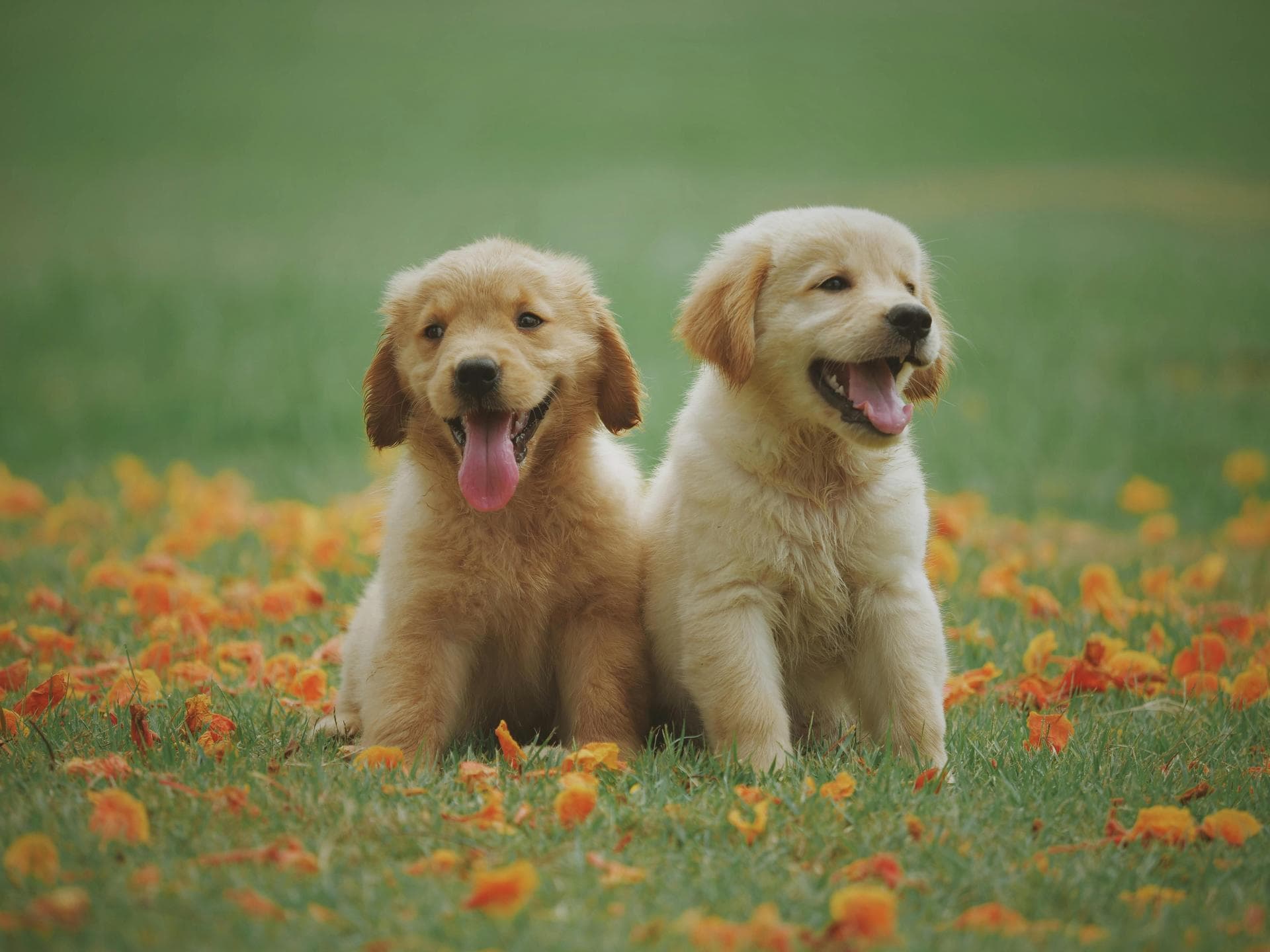 Emergency vets in Ballymote