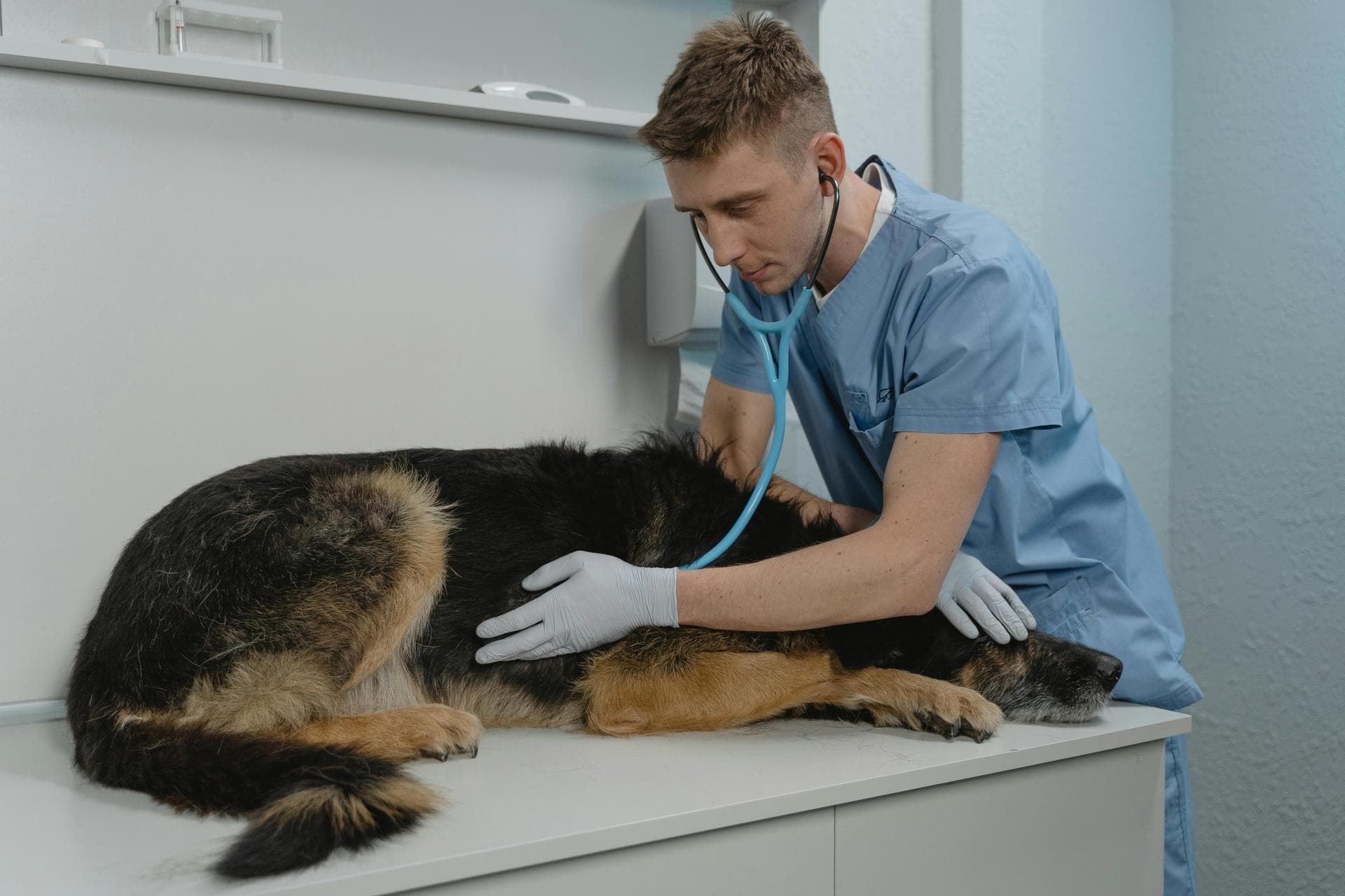 Dog & Cat Vets in Coolaney